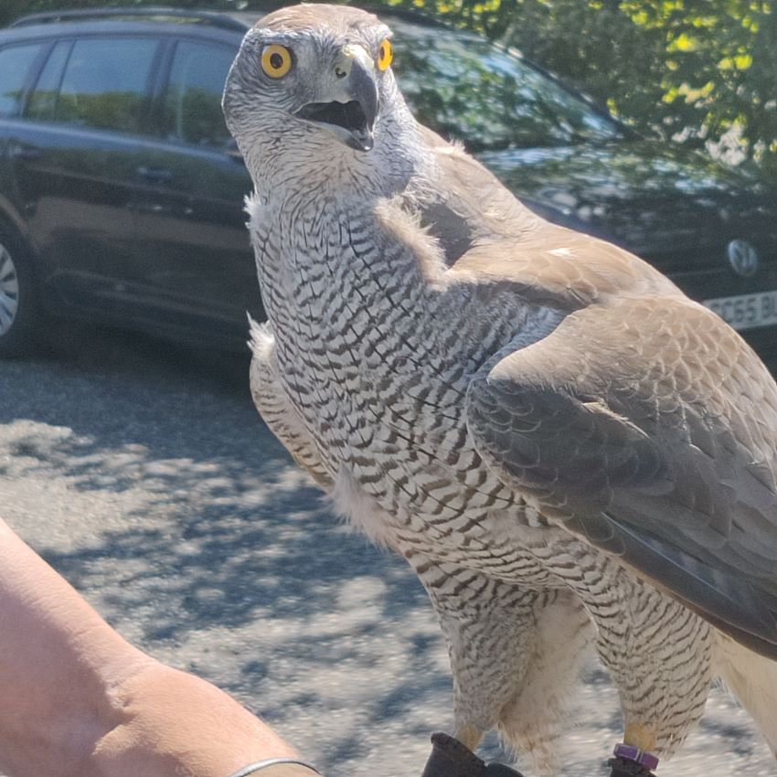 midgov's tweet photo. Eagle-eyed councillors Stuart McKenzie &amp; Dianne Alexander met an unusual staff member at at fact-finding trip to a factory. The Cabinet Members for housing &amp; commercial operations, were greeted by a Harrier Hawk. The 2-year-old predator is employed to scare seagulls away.
🦅😲 https://t.co/uz38NiYUUl