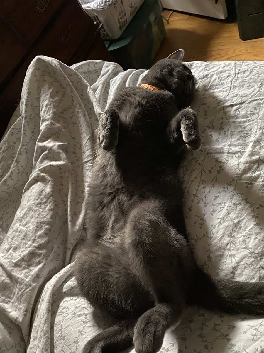 Grover hasn’t learned that this is supposed to be a trap, so he’s just like
1. Invite Belly Rubs
2. Enjoy Belly Rubs
…nobody tell him about 3, please
