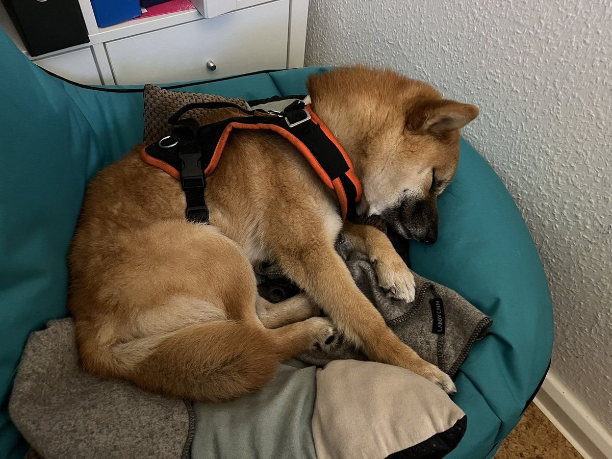 DeDonkey's tweet photo. @TheLizaGrimm Sora während der Arbeit🥺 https://t.co/virWHGTtAh