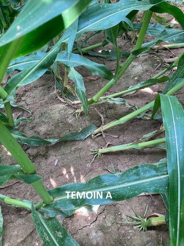 DKC4728, nouveauté de 2022,  DEMI-PRECOCE à DEMI-TARDIF tient toutes ses promesses!
Face aux intempéries (vent, pluie, grêle…) des 20-21 juin secteurs OUEST 82 et NORD-OUEST 32, sa qualité de tige n’est plus à démontrer face à
ses principaux concurrents. #MAÏS <a href="/DEKALB_FR/">DEKALB-FieldView by Bayer France</a>