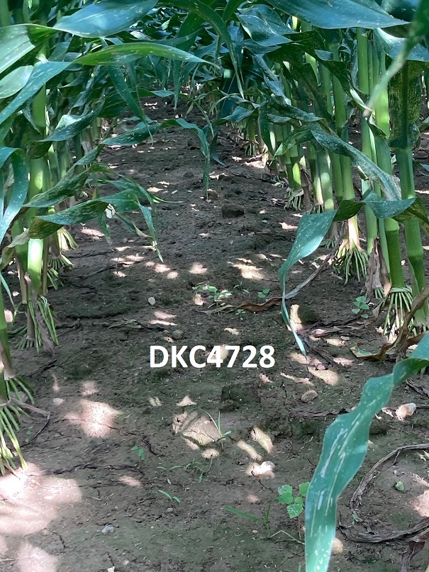 StefanKTG1's tweet photo. DKC4728, nouveauté de 2022,  DEMI-PRECOCE à DEMI-TARDIF tient toutes ses promesses!
Face aux intempéries (vent, pluie, grêle…) des 20-21 juin secteurs OUEST 82 et NORD-OUEST 32, sa qualité de tige n’est plus à démontrer face à
ses principaux concurrents. #MAÏS @DEKALB_FR https://t.co/jLfNRfqFMU