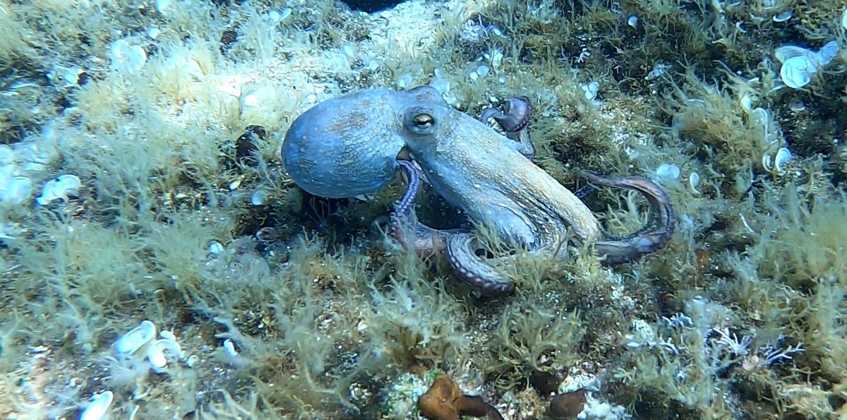 ScubaUrly's tweet photo. Octopus 🐙
#scuba #diving #underwaterworld #underwater #uw-photography #octopus https://t.co/sOOkgwu9qe