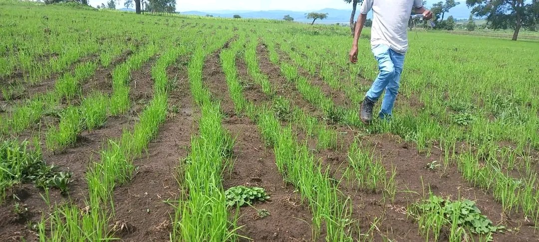 DenuAman's tweet photo. This year our plan to make Rice initiative as Buno Bedele District a success is going well and the current status is similar. https://t.co/jIKMBHfRvb