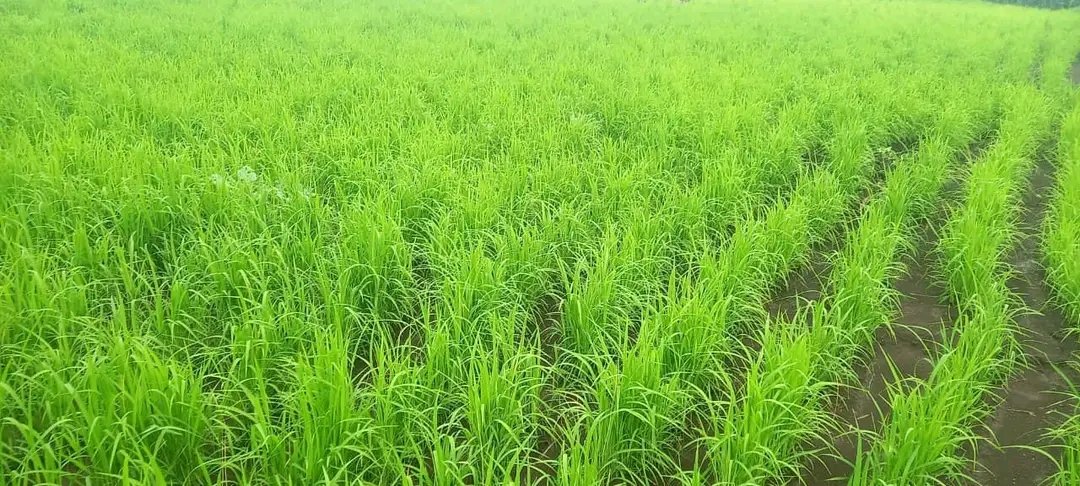 DenuAman's tweet photo. This year our plan to make Rice initiative as Buno Bedele District a success is going well and the current status is similar. https://t.co/jIKMBHfRvb