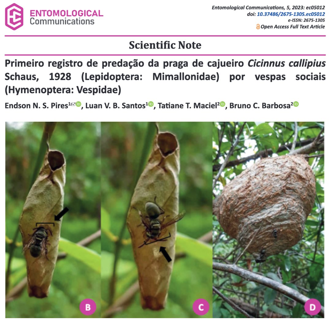EntomologicalC's tweet photo. Primeiro registro de predação da praga de cajueiro Cicinnus callipius Schaus, 1928 (Lepidoptera: Mimallonidae) por vespas sociais (Hymenoptera: Vespidae)
 
https://t.co/l3xgCLORfq
 
#entomologicalcommunications #entcom #seb #scientificnote #hymenoptera #vespidae #lepidoptera https://t.co/OsUymYI5hA