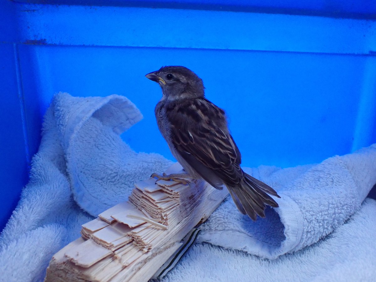 Nadair_Thiriodh's tweet photo. A wee wildlife news story to come out of the sad news of @TireeMusicFest's cancellation.  As always the volunteers of TMF put their heart &amp; soul into the event and last night they, along with islanders, emergency services &amp; others, stood in the rain &amp; wind helping festival goers https://t.co/ZXR57ySSR4
