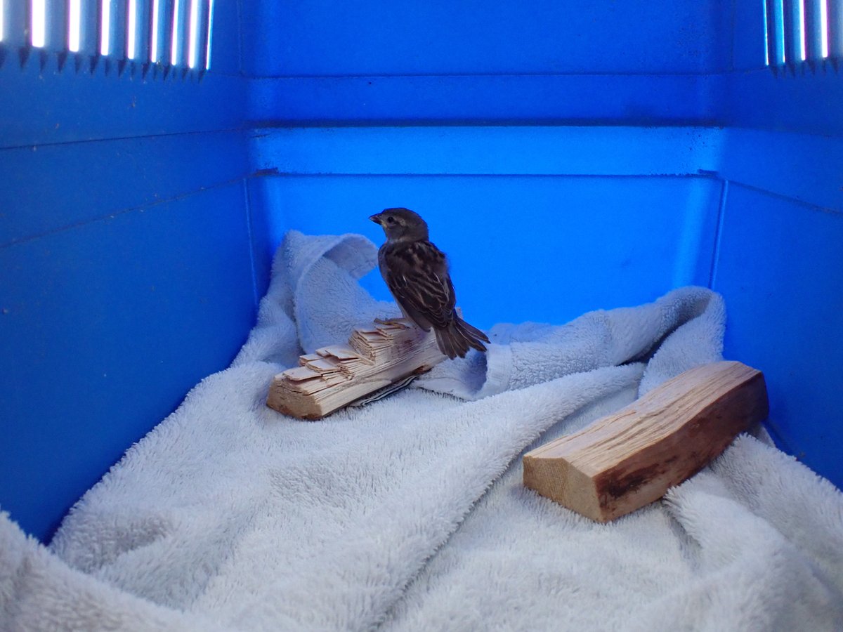 Nadair_Thiriodh's tweet photo. A wee wildlife news story to come out of the sad news of @TireeMusicFest's cancellation.  As always the volunteers of TMF put their heart &amp; soul into the event and last night they, along with islanders, emergency services &amp; others, stood in the rain &amp; wind helping festival goers https://t.co/ZXR57ySSR4