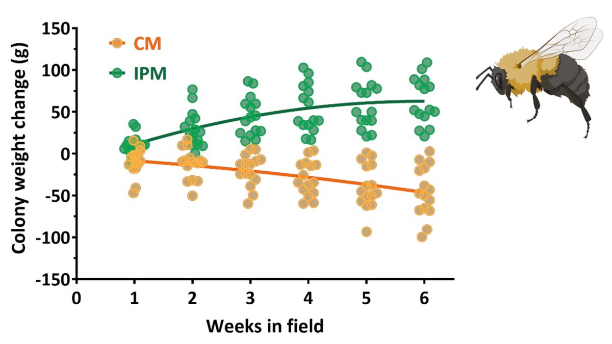 Kaplan Lab (@kaplan_lab) on Twitter photo ***New paper alert 📢
Happy to share <a href="/pecenka26/">Jacob Pecenka</a>'s 2nd PhD chapter, out in <a href="/SciReports/">Scientific Reports</a>, on how IPM affects pollinators in Midwestern US agroecosystems. This part focuses on the health of managed bees & diversity of 41 wild sp. acting as crop pollinators.
rdcu.be/dgjjU ***New paper alert 📢
Happy to share <a href="/pecenka26/">Jacob Pecenka</a>'s 2nd PhD chapter, out in <a href="/SciReports/">Scientific Reports</a>, on how IPM affects pollinators in Midwestern US agroecosystems. This part focuses on the health of managed bees & diversity of 41 wild sp. acting as crop pollinators.
rdcu.be/dgjjU
