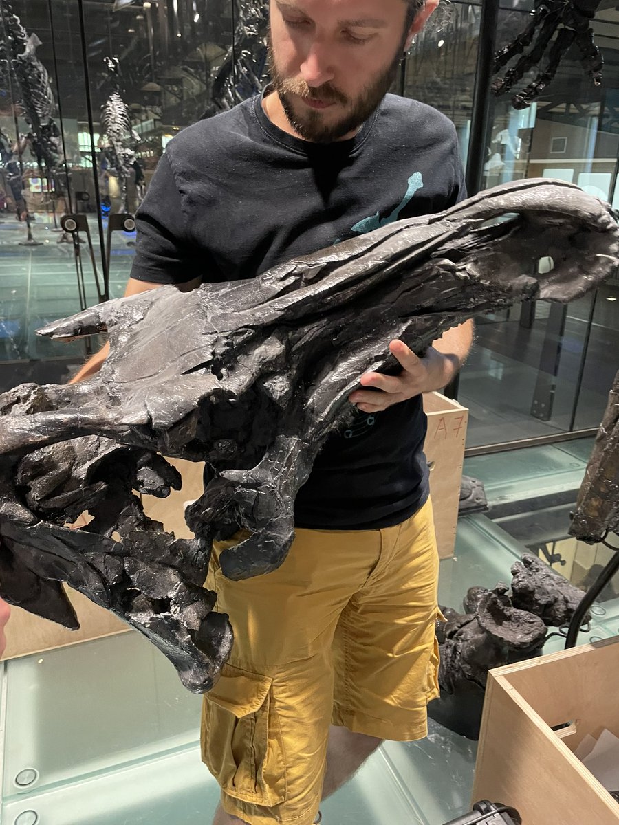 #FossilFriday As the end of Iguanodon digitization approches, we are reaching the hardest specimens to disassemble but also the best preserved! The one in the corner was hard to reach but this beautiful skull was worth it :) (Pics: @illuciethibaut ) @RBINSmuseum <a href="/UniversiteLiege/">Université de Liège</a>