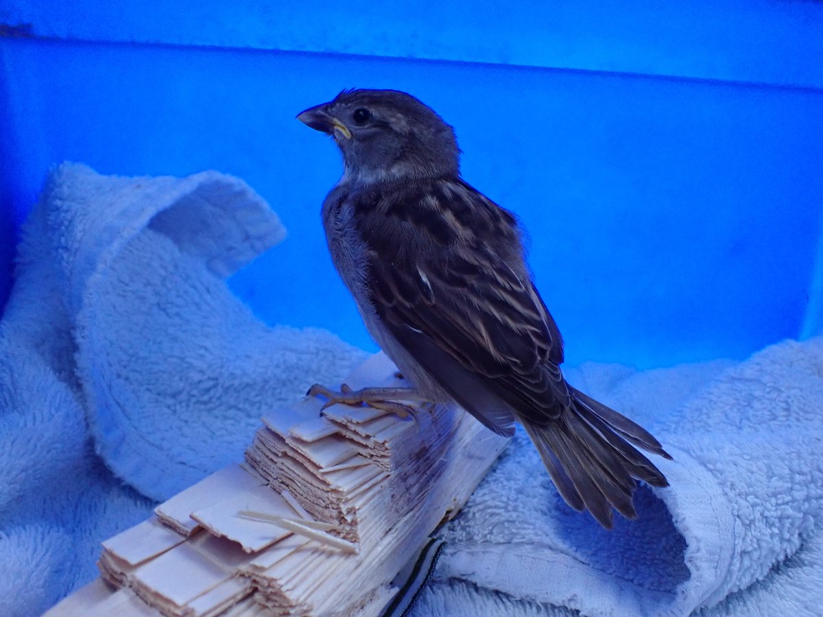 Nadair_Thiriodh's tweet photo. A wee wildlife news story to come out of the sad news of @TireeMusicFest's cancellation.  As always the volunteers of TMF put their heart &amp; soul into the event and last night they, along with islanders, emergency services &amp; others, stood in the rain &amp; wind helping festival goers https://t.co/ZXR57ySSR4