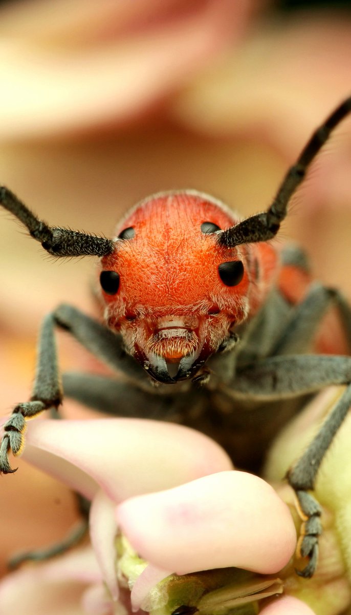I never realized how cute milkweed beetles lil faces are 🥺