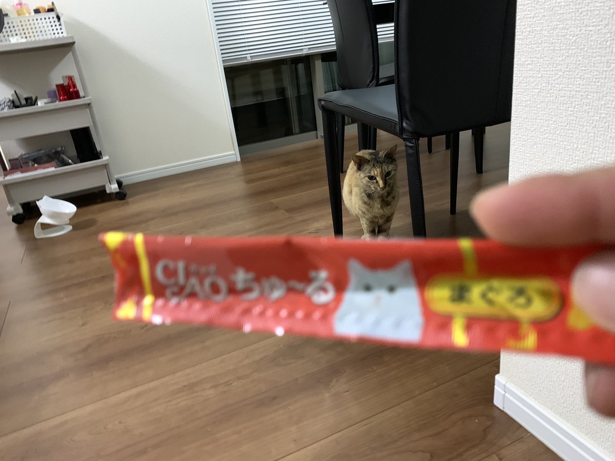 LinkGuam's tweet photo. 半年以上懐かない猫。
やっぱ、ちゅ〜るでしょ🤫 https://t.co/QpCZJfVGpF