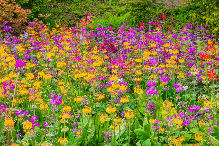 I have posted some photos from my recent visit to the RHS garden Harlow Carr. See more: 
pmstudios.co.uk/blog/?p=8121
#rhs #garden #harlowcarr #photography