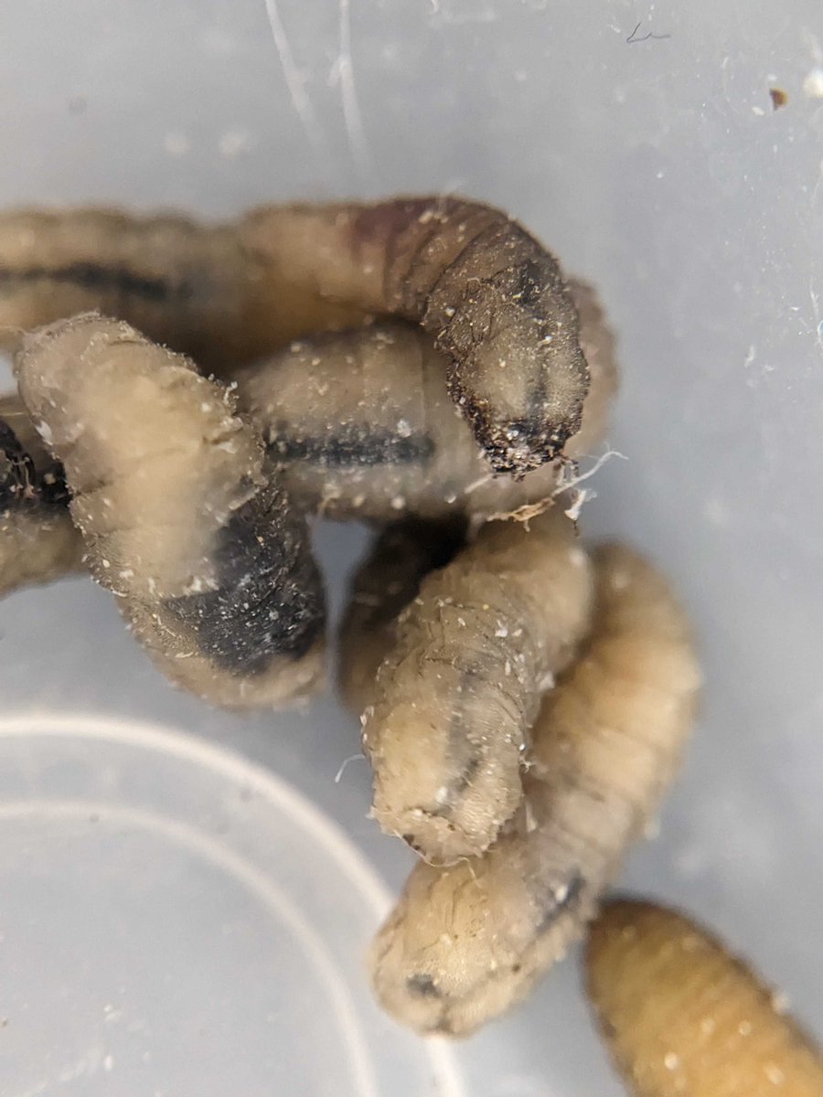 Sarah Knutie tweet media