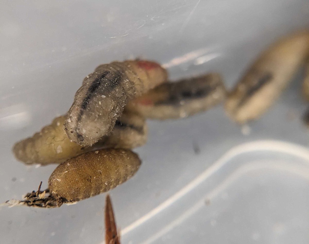 Sarah Knutie tweet media