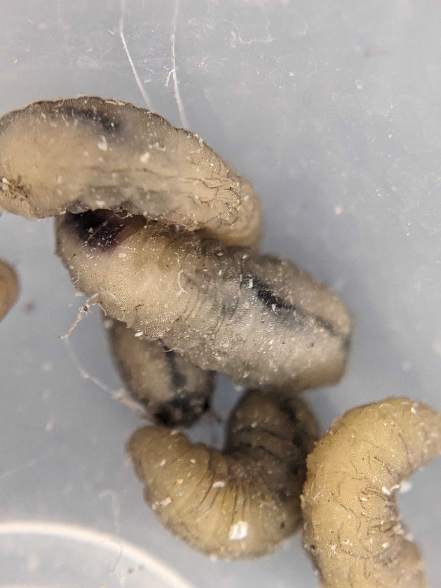 Sarah Knutie tweet media