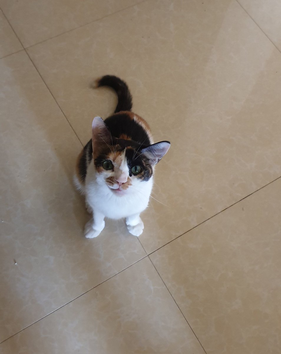 CalicoDaily's tweet image. Wanting