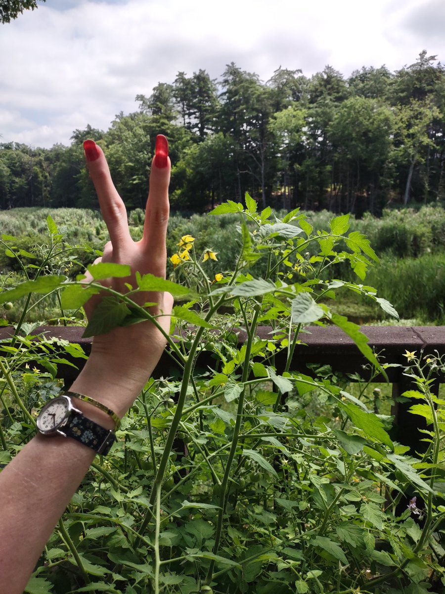 Happy Birthday Ringo ☺️ #PeaceAndLove  Best wishes from the tomato hedges of New England to all my followers too. I'll resume regular posting here when there are no longer Blue Meanies in charge  😁