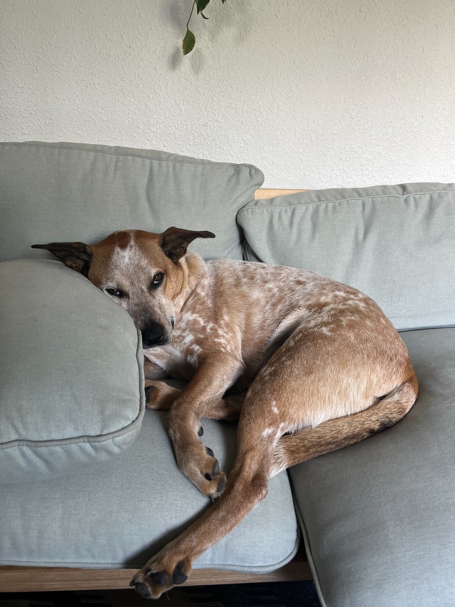We hope you're as excited as Arlo is for the weekend!

#Digidogs