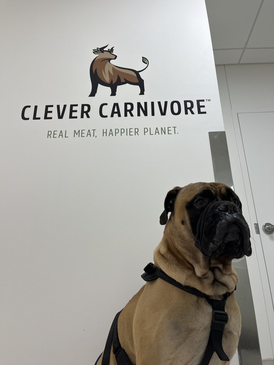 CleverCarnivore's tweet image. Happy #FloofFriday from Clever Carnivore's Chief Morale Officer, Argos 🐶, reminding us that we can (and do!) create tasty, sustainable meat without harming our fellow animals. 🐮🍖🌱 #realmeat #happierplanet #andanimals