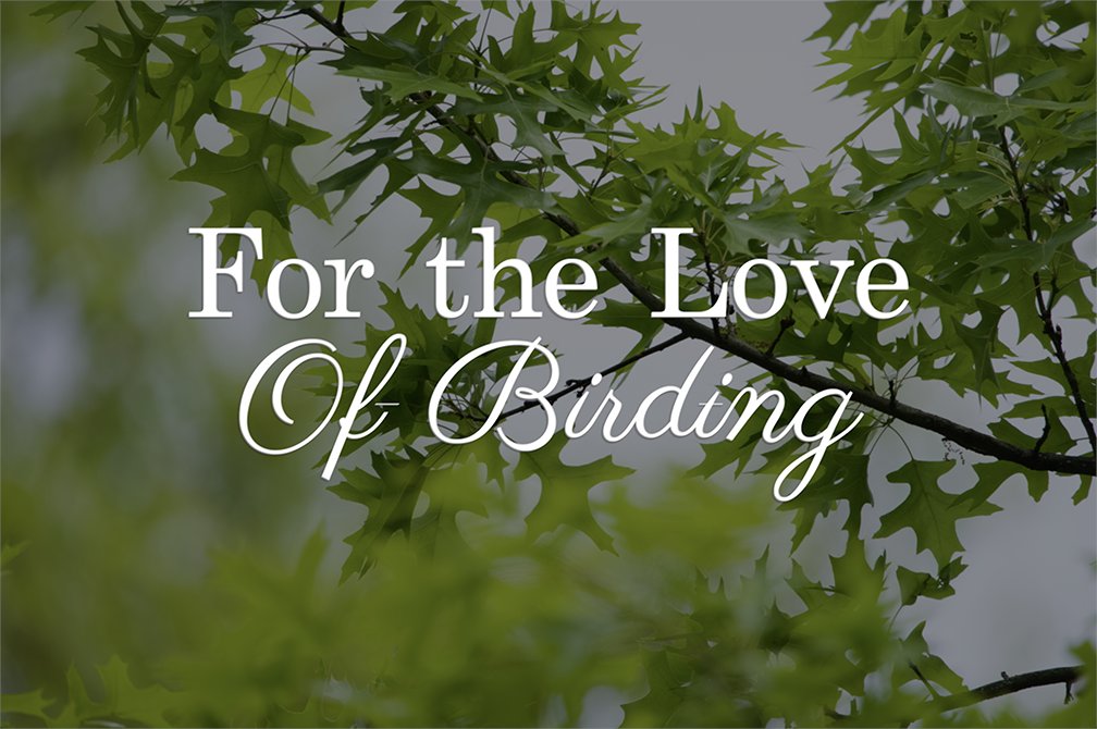 "For the Love of Birding"
youtu.be/7ypFj9tVj_Y