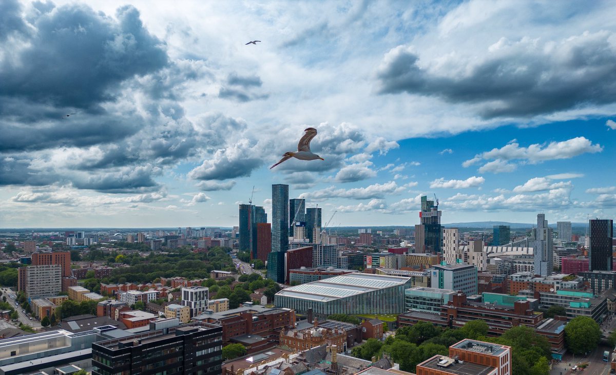 AerialImpact's tweet photo. This pesky seagull took a liking to the drone whilst working in #manchester this week. CAA Approved Commercial Drone Operators. 
#birdwatching #drones #UAVServices https://t.co/dJzC16KaEO