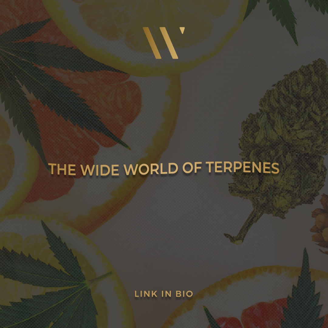 Unleashing the Power of Terpenes: Enhancing Your Cannabis Experience 🌿✨ Our new blog post is all about terpenes, the unsung heroes of cannabis. Learn how these aromatic compounds interact with cannabinoids to create unique effects and flavors. winkcannabis.com/exhaled-blog/t…