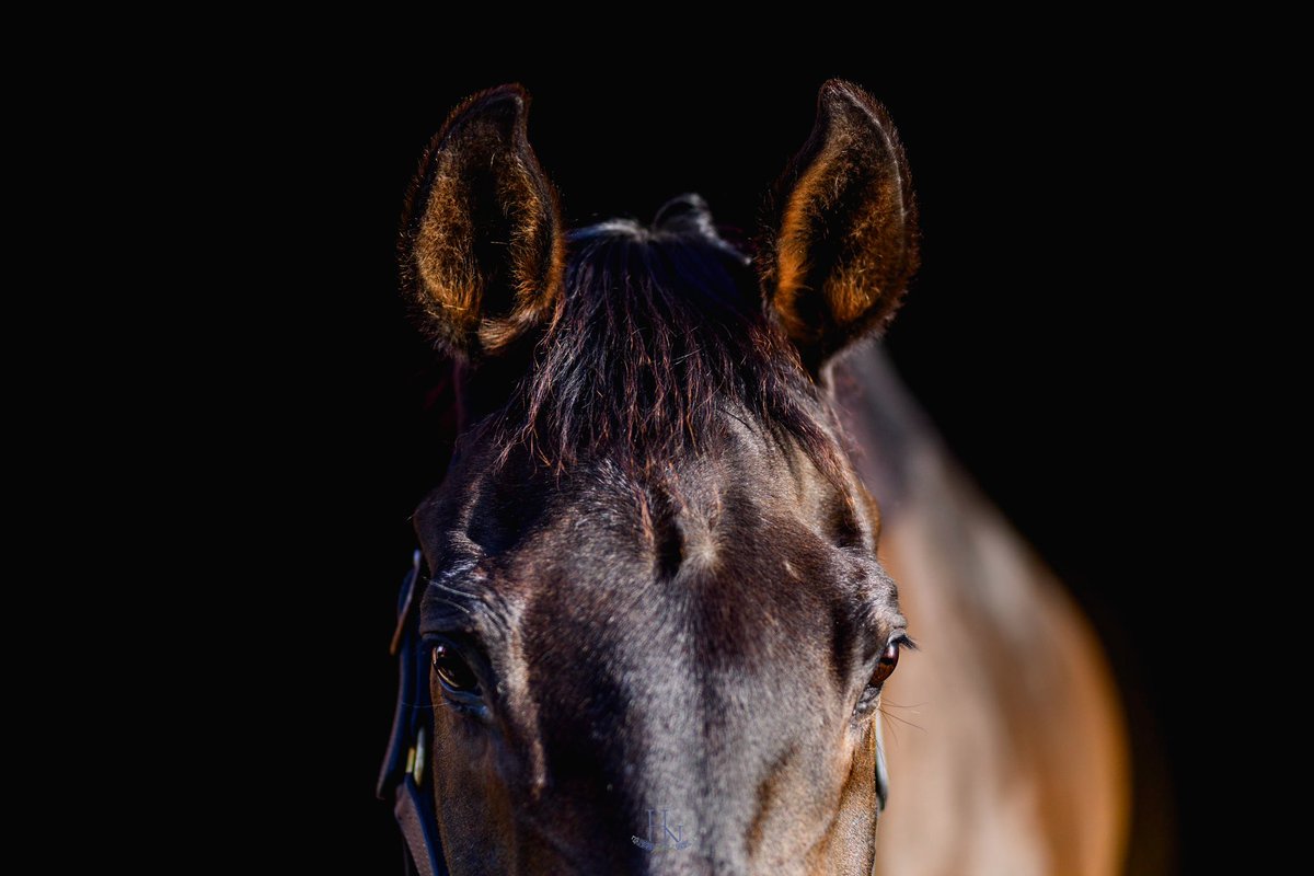 Adding these three to the “Ears” collection