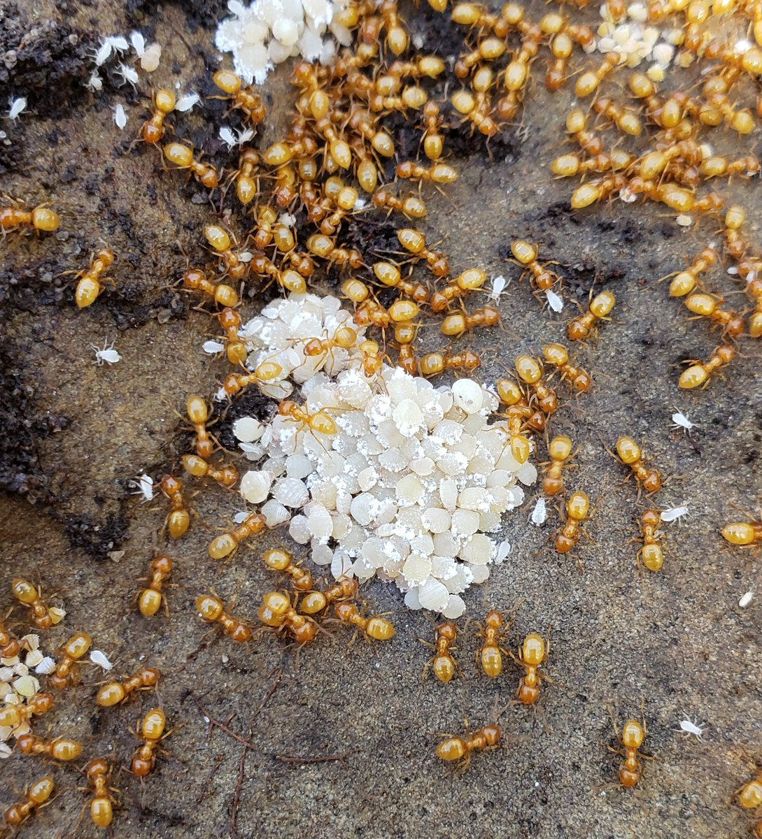 Looking for an ID on these root aphids, tended by Lasius ants, found on Long Island, NY. TY! <a href="/BugEric/">Eric R. Eaton</a> @mskvarla36 <a href="/crevicedwelling/">invertebrate</a> <a href="/BugQuestions/">Ask An Entomologist</a>