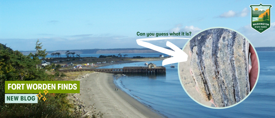 WAStatePks's tweet photo. When a mystery bone showed up on the #FortWorden beach, park staff learned that another fossil had also been found nearby. Check it out - and learn what to do if you find something similar in #WAStateParks - in latest our blog post! https://t.co/ahp4QRRcqZ 🦴 https://t.co/r4iKHjJGvB