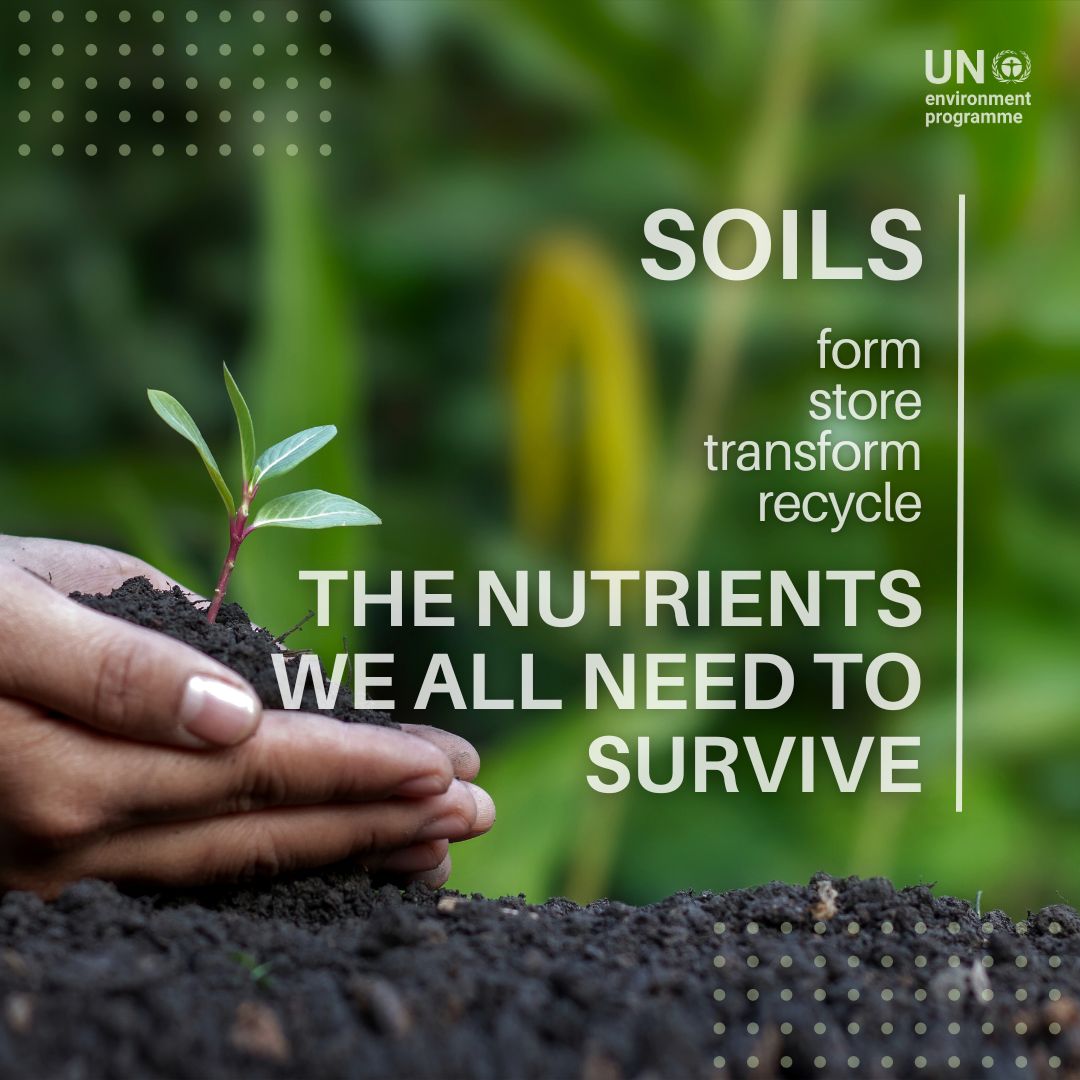 Soil is where our food begins. Improving soil fertility is critical for biodiversity as it provides essential nutrients to sustain plant growth. #GenerationRestoration