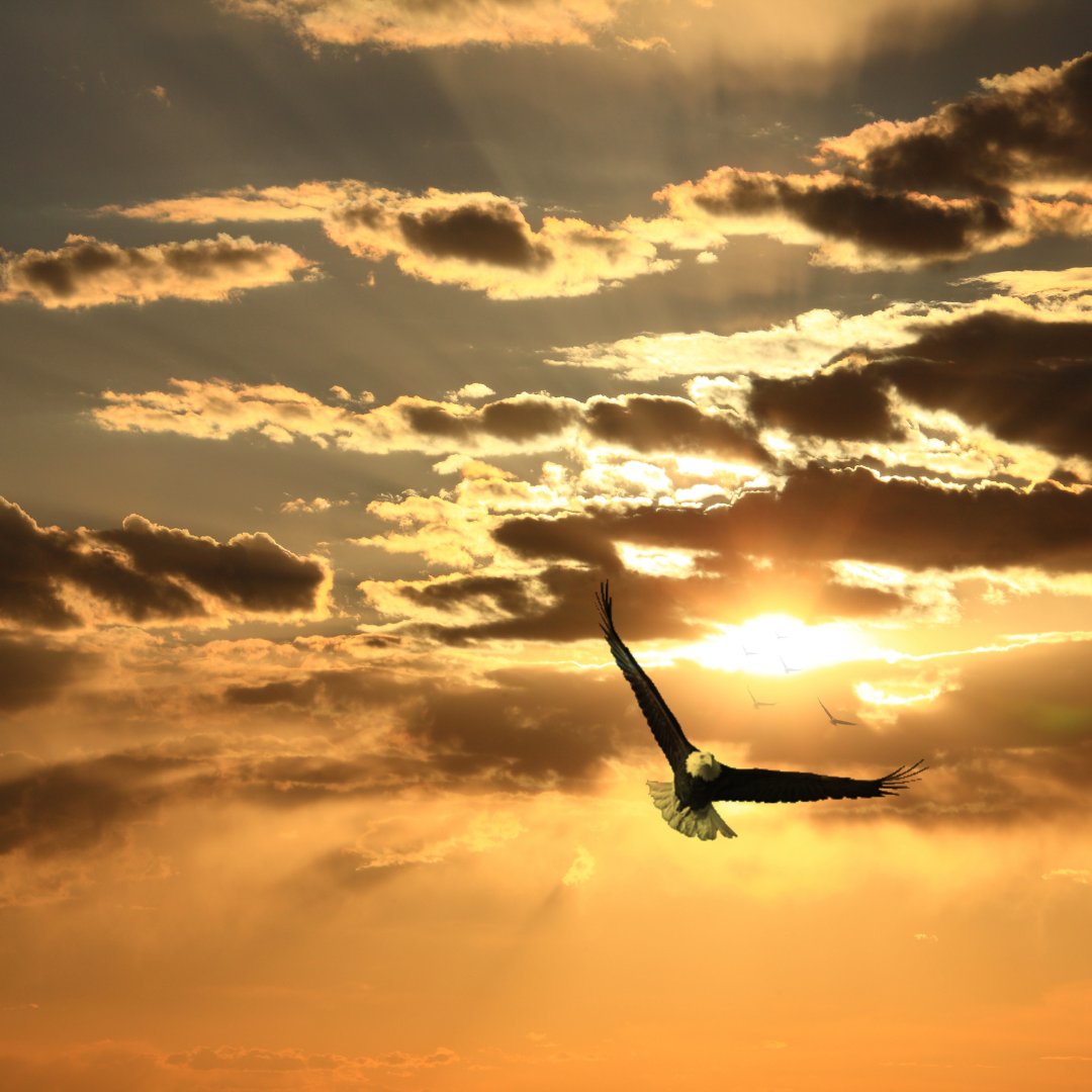 PPRCOttawa's tweet image. Your abilities define your potential, not your disabilities. Embrace your unique strengths, pursue your passions, and let your career soar beyond limits.

#PPRC #Soar

ID: bald eagle soaring in the sky, a golden sunset.