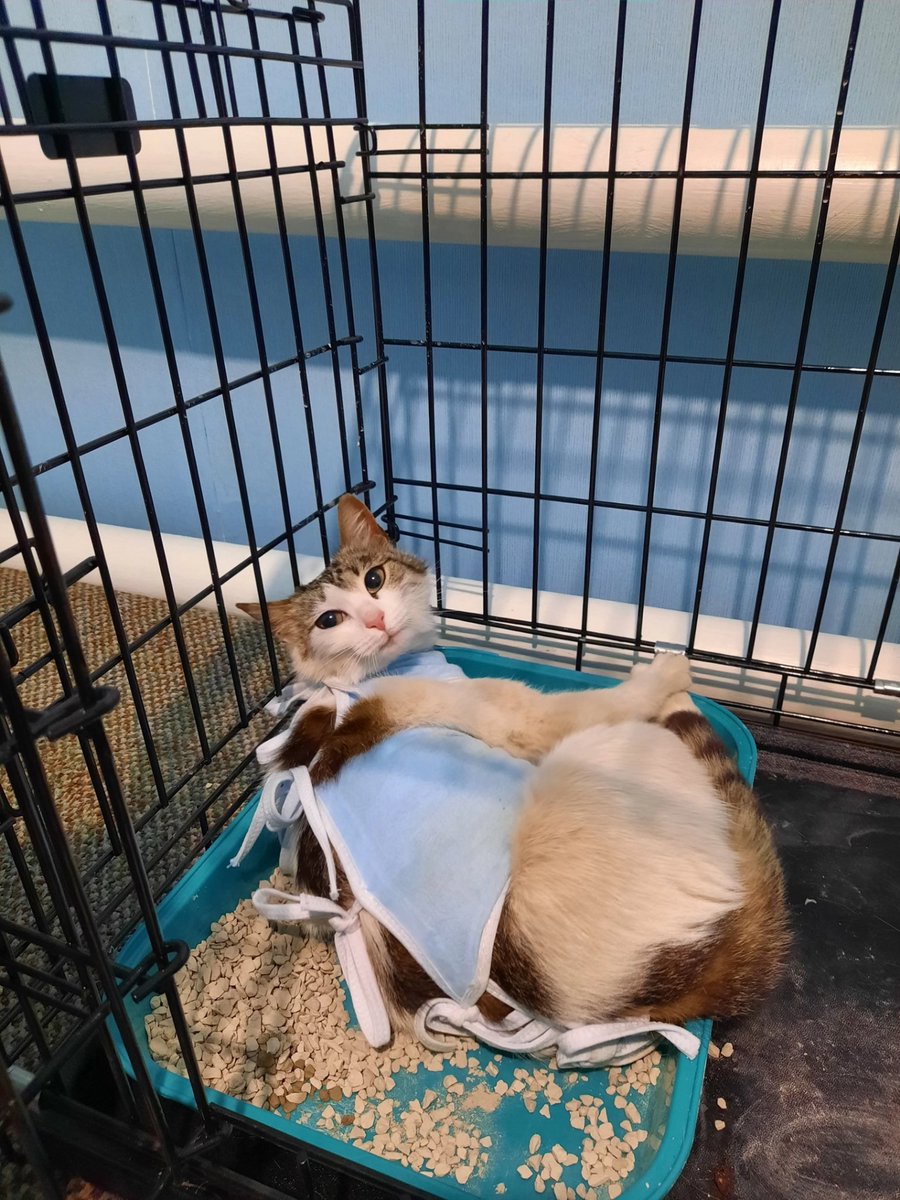 bipolarissss's tweet photo. Кошка-улыбака ищет дом 🐈‍⬛
г. Тверь и область, Москва и область. Также рассматривается отправка в любой другой город. Ее зовут Маня, она стерилизована, обработана, очень любит людей и хорошо контактирует с другими кисами. Освоила лоток и когтеточку, любит мять лапками ⬇️ https://t.co/Mb8Rz7u8zw