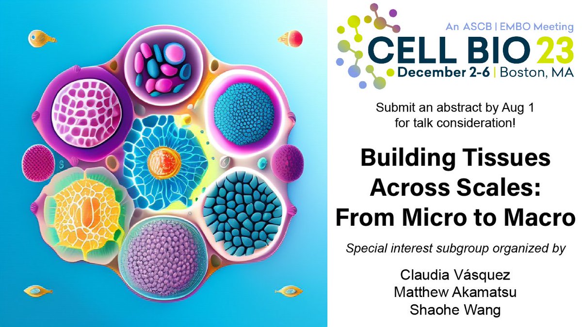 Interested in how multicellular tissues are built? Join our subgroup “Building Tissues Across Scales: From Micro to Macro” at #CellBio2023! Submit an abstract by Aug 1 to give a talk!