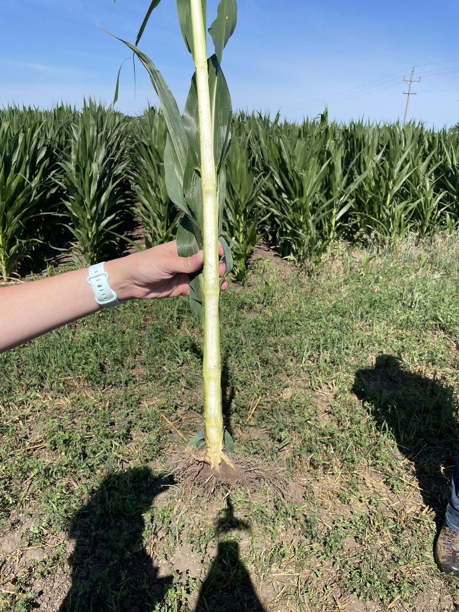 This short corn is really stacking on the nodes!!  

#dekalb #rivervalleycoop #iowacorn 
#shortcorn