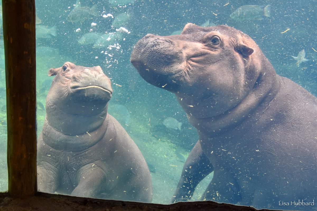 We think about summer, and all the beautiful times, we watched these siblings grow up in Hippo Cove! 💜
