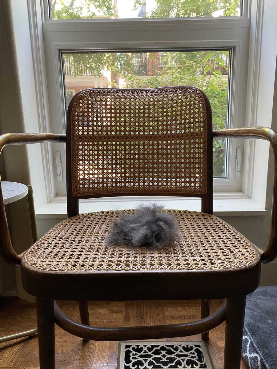 Pet photo of the year