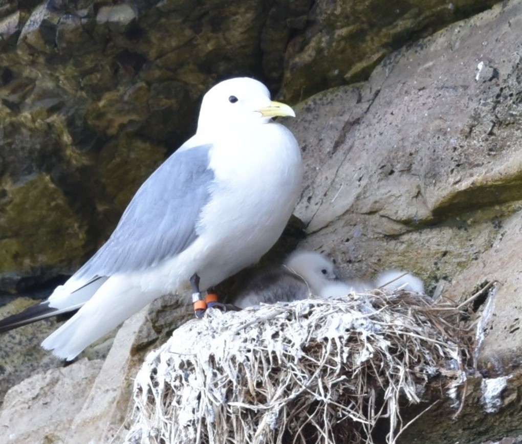 Is the #marine #heatwave in the NE Atlantic impacting #seabirds? These temperatures are literally off the charts. I'm just back from kittiwake fieldwork on @skomerisland and I'm concerned👇 1/4 #ornithology #climatecrisis #globalheating #SST