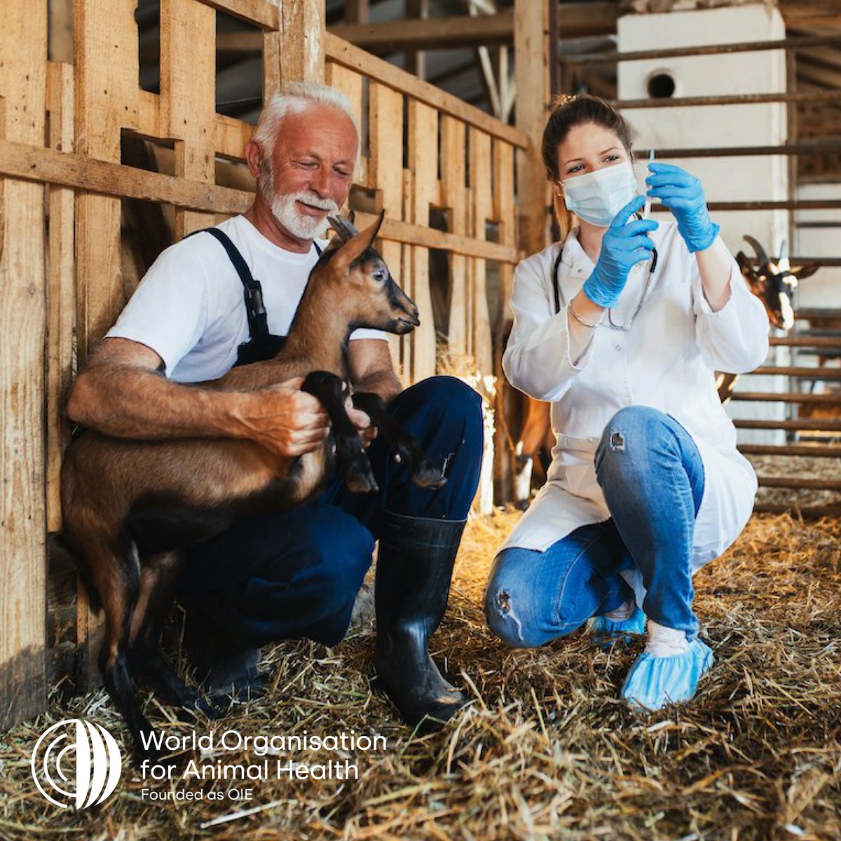 World Organisation for Animal Health tweet media
