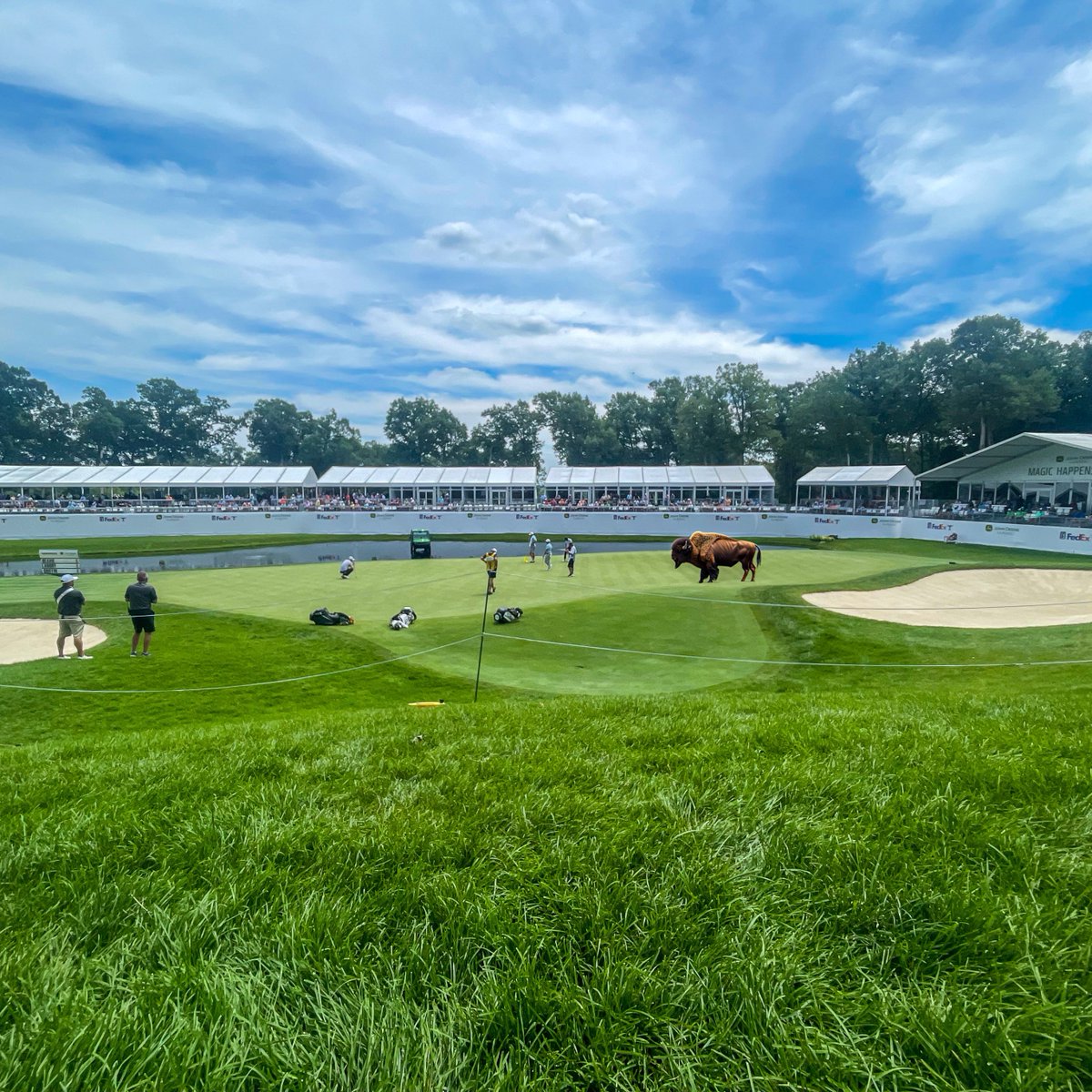 BisonBridge's tweet photo. Did anyone see the bison at hole 18 of the @JDCLASSIC?

We kid...it was just a Jumbotron bison. 😉

We hope everyone is enjoying this fun &amp; momentous occasion! 

#jdc2023 #johndeereclassic #bisonbridge #jointheherd https://t.co/JkXj5cMRvZ