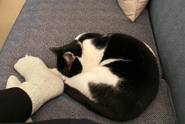 kt_gart's tweet photo. @BlytheChristen Meet Millie (aka Mildred, Millicent, Maleficent, The Terrorist, and Chief Nuisance) https://t.co/VBtJa3dsTX
