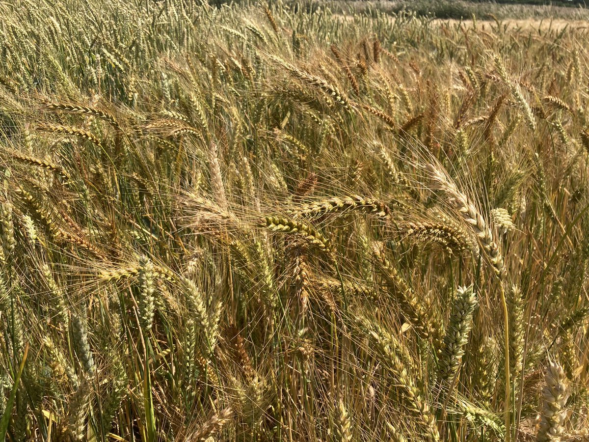 naked_barley's tweet photo. Wheat started to turn. Oak Farm Population and Crusoe x Tsiteli Doli #ukgrainlab https://t.co/1yIUVsnYRW