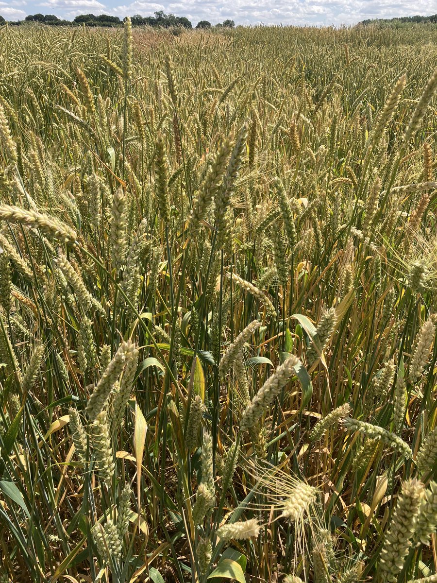 naked_barley's tweet photo. Wheat started to turn. Oak Farm Population and Crusoe x Tsiteli Doli #ukgrainlab https://t.co/1yIUVsnYRW