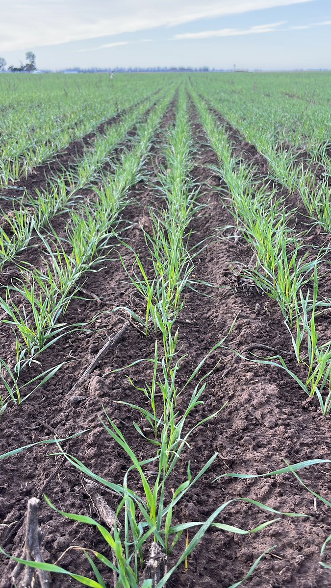 elchamaco_1's tweet photo. @PecoAz @CebadaCervecera @TandiliaReg Acá los sembrados temprano vienen lindos #B620🌾 https://t.co/qOZ1kaoqMD