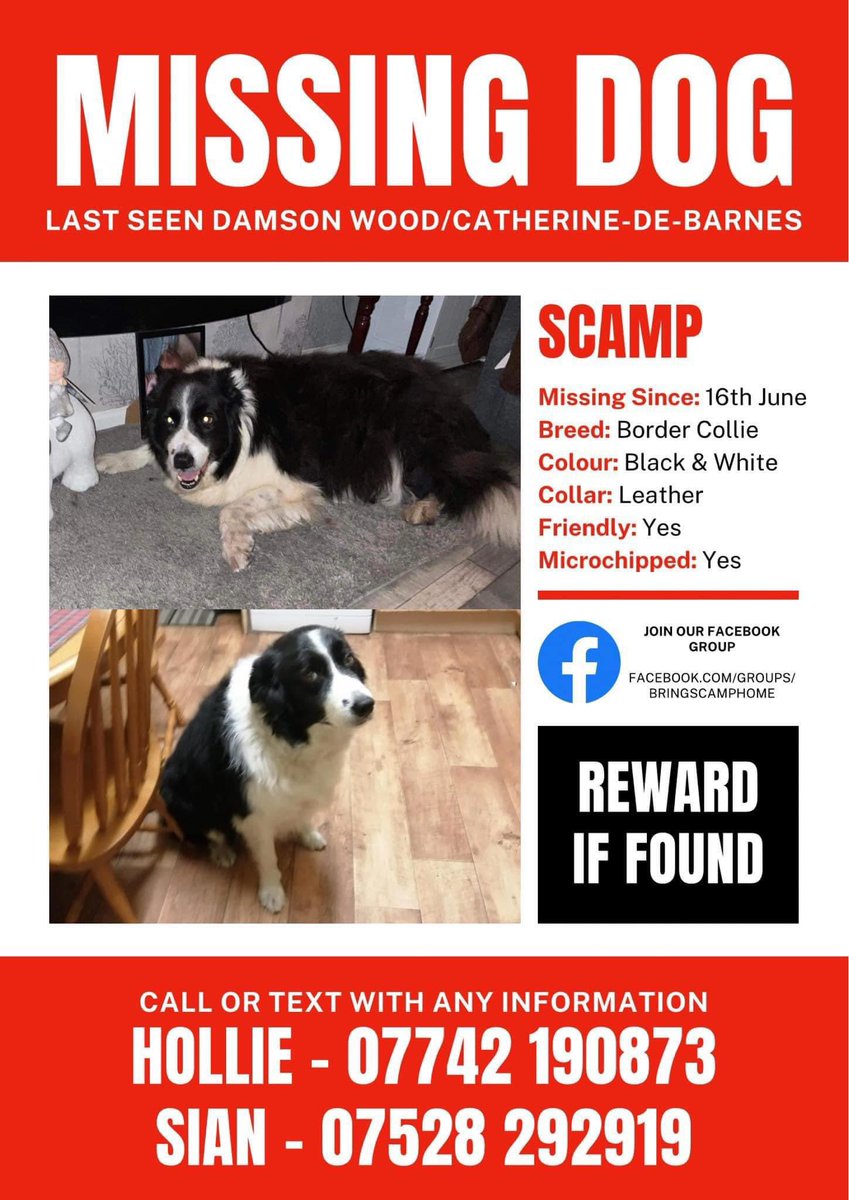 Please re tweet as much as possible, especially in you live in these areas. The owner is so desperate for Scamp to be home #berkswell #knowle #meriden #balsallcommon #solihull #catherinedebarnes #millisonswood #barston #coventry #hamptoninarden #fenend #chadwickend