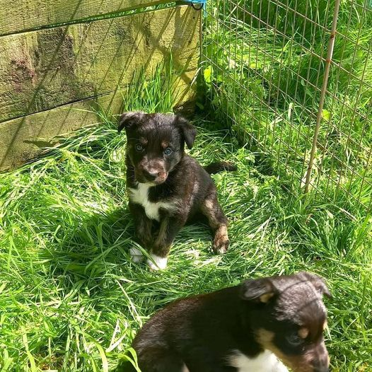 Just been to see these gorgeous Sheepdog pups . They are now ready and waiting to go to their new homes . Please share and tell anyone who may be looking for one. Very genuine ,very lovable