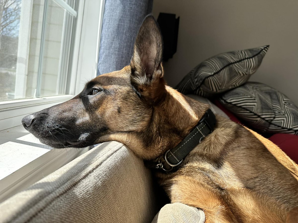 Heat warnings are in effect across #NovaScotia. And while your four-legged friend might want to join you for a car ride, the safest thing to do is leave them home. On a 32C day, a vehicle’s interior temp can reach 43C in 10m. If you see an animal in distress, call 911.