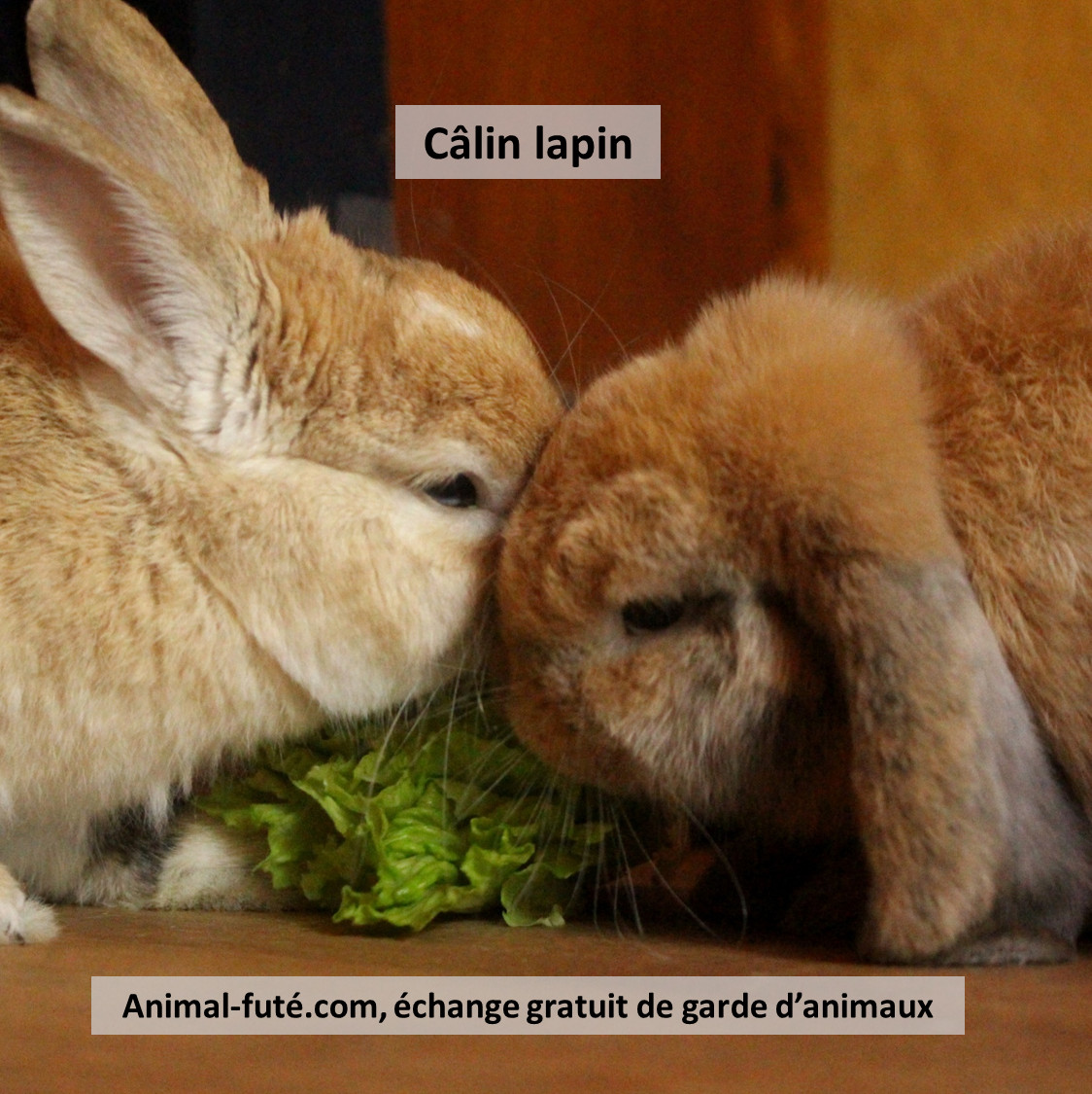 AnimalFute's tweet photo. https://t.co/ULmXegU4wL
#GardeAnimauxEntreParticuliers https://t.co/gIDjkPCvnj