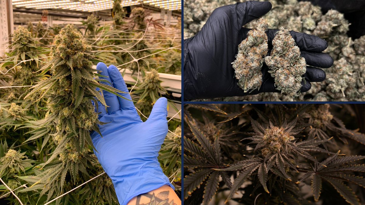 SpecGradeLED's tweet image. “I’ve been impressed with every aspect of SpecGrade from day one. The durability &amp;amp; consistency of the #growlights has blown me away. I love their innovation and will continue to use their lights as we expand &amp;amp; grow our operations. ”  ~Matt Sagman, Highlands Grow President