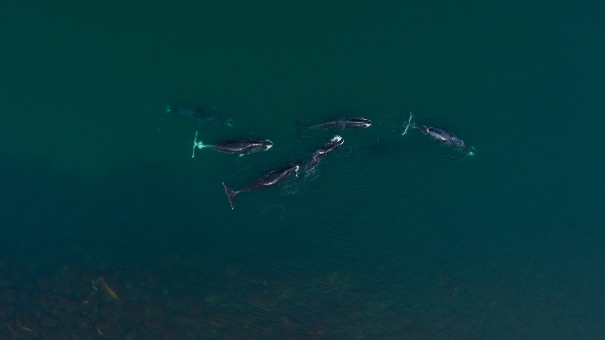duplex_cinema's tweet photo. 🌊Semella que o verán é a época propicia para os grandes documentais. Se o ano pasado sobresaía 'Fire of love' de Sara Dosa, este ano contamos coa espléndida AS GARDIÁS DO PLANETA.

🎟️ https://t.co/wgwADiuBpJ

#heathcotewilliams #whalenation #lasguardianasdelplaneta #documentais https://t.co/LZvNjFYoR7